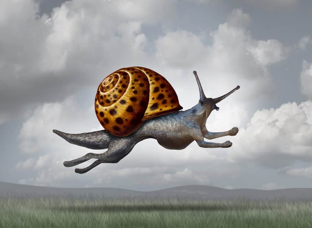 snail-evolution